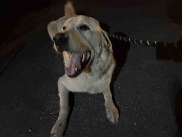 Shelter Stray Male Dog last seen , 5821 Sweetwater Rd, Bonita, CA 91902, USA