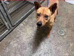 Shelter Stray Female Dog last seen SHELBY DR, 5821 Sweetwater Rd, Bonita, CA 91902, USA