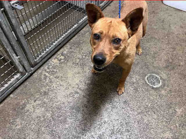 Shelter Stray Female Dog last seen SHELBY DR, 5821 Sweetwater Rd, Bonita, CA 91902, USA