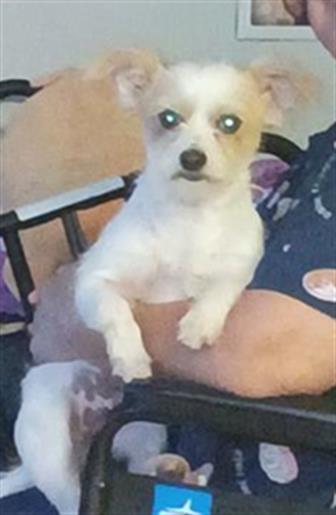 Shelter Stray Female Dog last seen , 4710 TX-151, San Antonio, TX 78227, USA