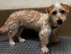 Shelter Stray Male Dog last seen , 5821 Sweetwater Rd, Bonita, CA 91902, USA
