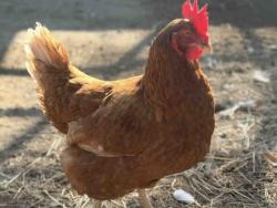 Shelter Stray Unknown Livestock last seen BONITA VIEW, 5821 Sweetwater Rd, Bonita, CA 91902, USA