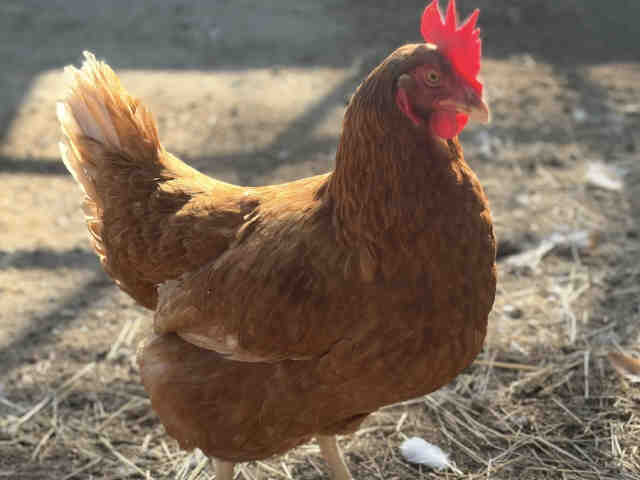 Shelter Stray Unknown Livestock last seen BONITA VIEW, 5821 Sweetwater Rd, Bonita, CA 91902, USA