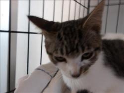 Shelter Stray Female Cat last seen , 11361 W Pico Blvd, Los Angeles, CA 90064, USA