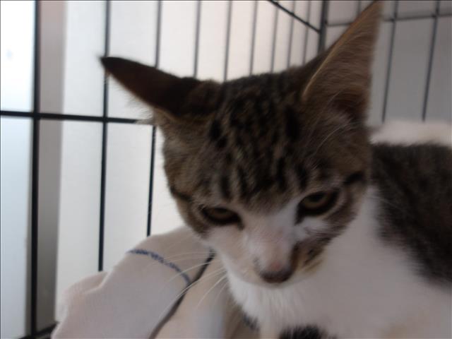 Shelter Stray Female Cat last seen , 11361 W Pico Blvd, Los Angeles, CA 90064, USA