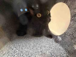 Shelter Stray Unknown Cat last seen FND ABANDONED AT BACK GATE, 5821 Sweetwater Rd, Bonita, CA 91902, USA
