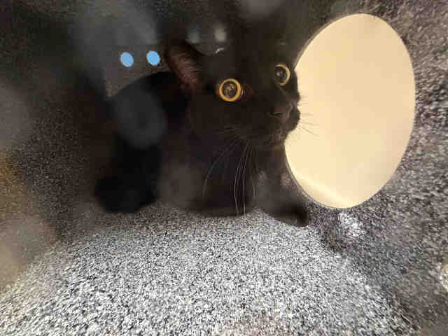 Shelter Stray Unknown Cat last seen FND ABANDONED AT BACK GATE, 5821 Sweetwater Rd, Bonita, CA 91902, USA