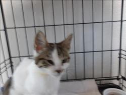 Shelter Stray Female Cat last seen , 11361 W Pico Blvd, Los Angeles, CA 90064, USA
