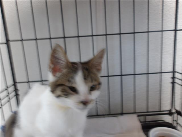 Shelter Stray Female Cat last seen , 11361 W Pico Blvd, Los Angeles, CA 90064, USA