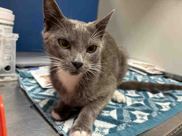 Shelter Stray Female Cat last seen , 5821 Sweetwater Rd, Bonita, CA 91902, USA