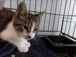 Shelter Stray Female Cat last seen , 11361 W Pico Blvd, Los Angeles, CA 90064, USA