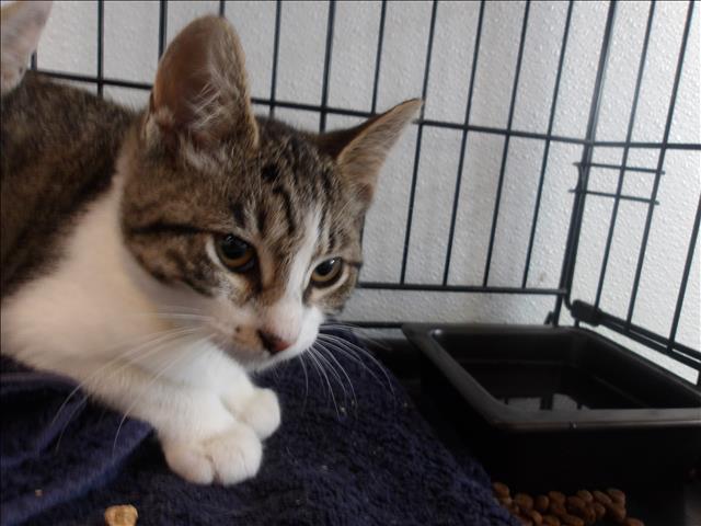 Shelter Stray Female Cat last seen , 11361 W Pico Blvd, Los Angeles, CA 90064, USA