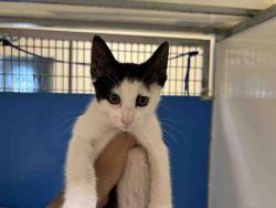 Shelter Stray Female Cat last seen , 5821 Sweetwater Rd, Bonita, CA 91902, USA