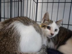 Shelter Stray Female Cat last seen , 11361 W Pico Blvd, Los Angeles, CA 90064, USA