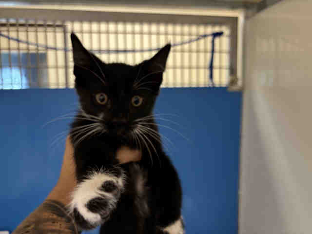 Shelter Stray Male Cat last seen , 5821 Sweetwater Rd, Bonita, CA 91902, USA