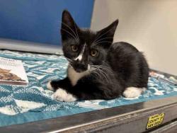 Shelter Stray Male Cat last seen , 5821 Sweetwater Rd, Bonita, CA 91902, USA