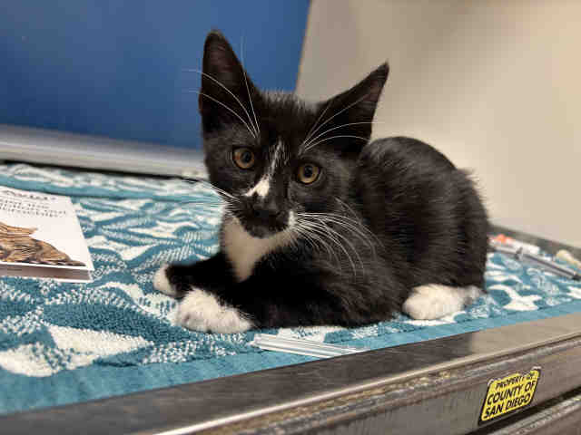 Shelter Stray Male Cat last seen , 5821 Sweetwater Rd, Bonita, CA 91902, USA
