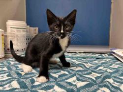 Shelter Stray Female Cat last seen , 5821 Sweetwater Rd, Bonita, CA 91902, USA