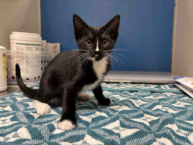 Shelter Stray Female Cat last seen , 5821 Sweetwater Rd, Bonita, CA 91902, USA