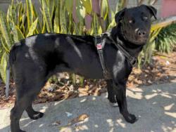 Shelter Stray Male Dog last seen , 5821 Sweetwater Rd, Bonita, CA 91902, USA