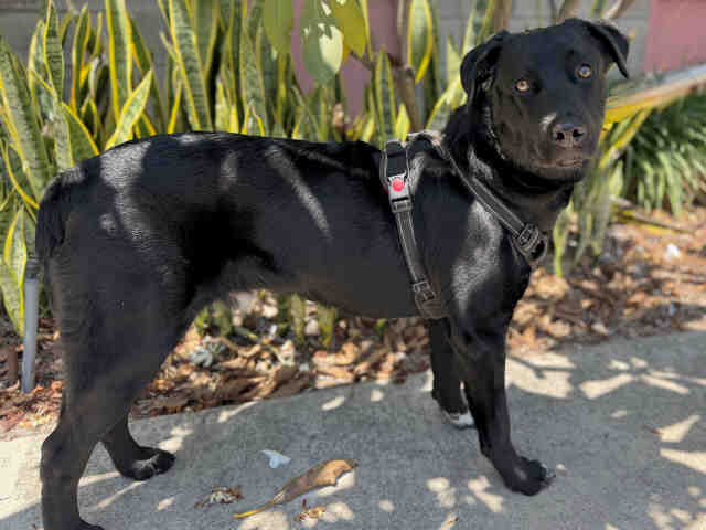 Shelter Stray Male Dog last seen , 5821 Sweetwater Rd, Bonita, CA 91902, USA