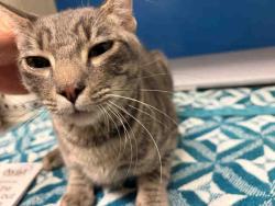 Shelter Stray Male Cat last seen DENNY WAY, 5821 Sweetwater Rd, Bonita, CA 91902, USA