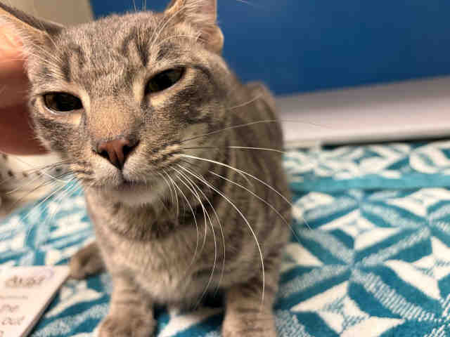 Shelter Stray Male Cat last seen DENNY WAY, 5821 Sweetwater Rd, Bonita, CA 91902, USA