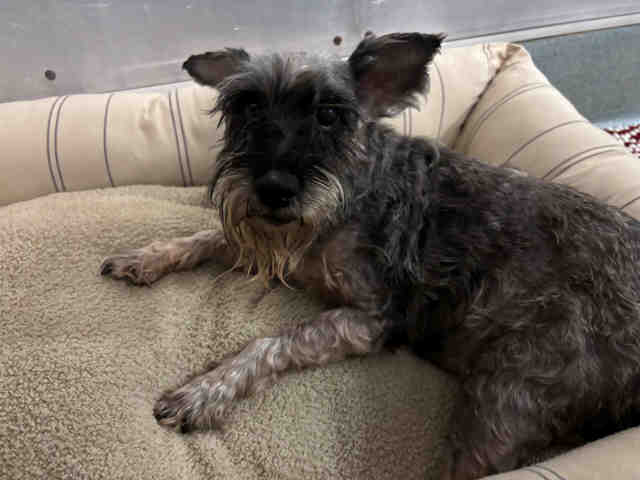 Shelter Stray Female Dog last seen , 5821 Sweetwater Rd, Bonita, CA 91902, USA