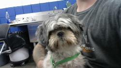 Shelter Stray Female Dog last seen Near BLOCK SAN JUAN AVE NE, 8920 Lomas Blvd NE, Albuquerque, NM 87112, USA