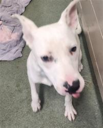 Shelter Stray Female Dog last seen Near BLOCK VIA VERDE CT SANTA FE SANTA FE COUNTY NM 87507, 100 Caja Del Rio Rd, Santa Fe, NM 87507, USA