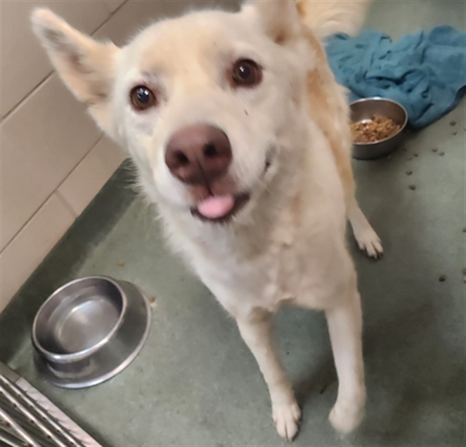 Shelter Stray Female Dog last seen LA CUEVA & NM 501 GLORIETA NM 87535, 100 Caja Del Rio Rd, Santa Fe, NM 87507, USA