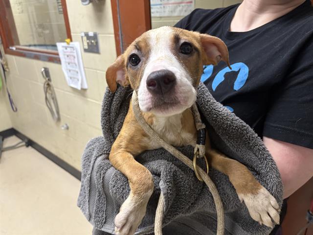 Shelter Stray Female Dog last seen Near BLOCK S 27TH ST, 3839 W Burnham St, West Milwaukee, WI 53215, USA