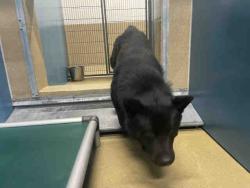 Shelter Stray Male Dog last seen GUEJITO, 2481 Palomar Airport Rd, Carlsbad, CA 92011, USA