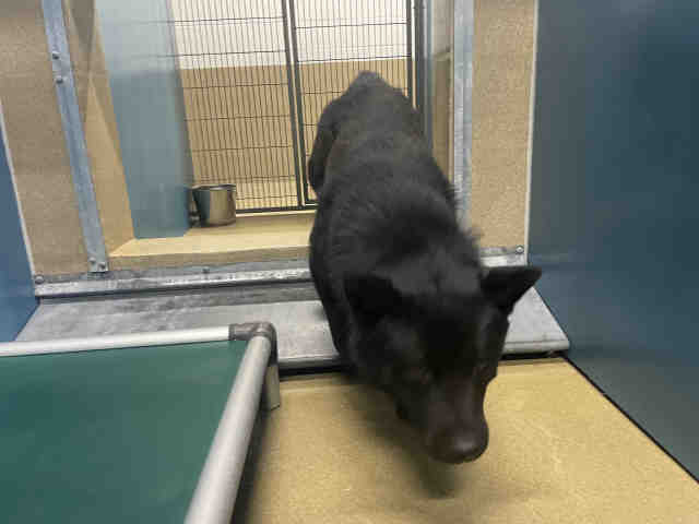 Shelter Stray Male Dog last seen GUEJITO, 2481 Palomar Airport Rd, Carlsbad, CA 92011, USA