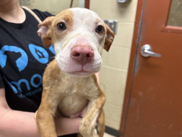 Shelter Stray Male Dog last seen Near BLOCK S 27TH ST, 3839 W Burnham St, West Milwaukee, WI 53215, USA