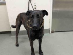 Shelter Stray Male Dog last seen , 2481 Palomar Airport Rd, Carlsbad, CA 92011, USA