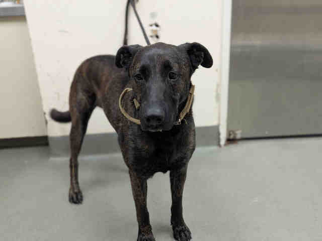 Shelter Stray Male Dog last seen , 2481 Palomar Airport Rd, Carlsbad, CA 92011, USA