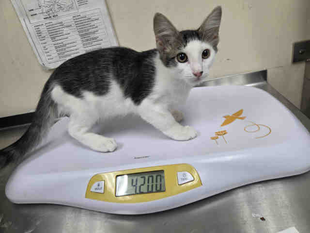 Shelter Stray Male Cat last seen MAIN STREET RAMONA, 2481 Palomar Airport Rd, Carlsbad, CA 92011, USA