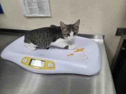 Shelter Stray Male Cat last seen MAIN STREET RAMONA, 2481 Palomar Airport Rd, Carlsbad, CA 92011, USA