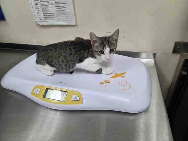 Shelter Stray Male Cat last seen MAIN STREET RAMONA, 2481 Palomar Airport Rd, Carlsbad, CA 92011, USA