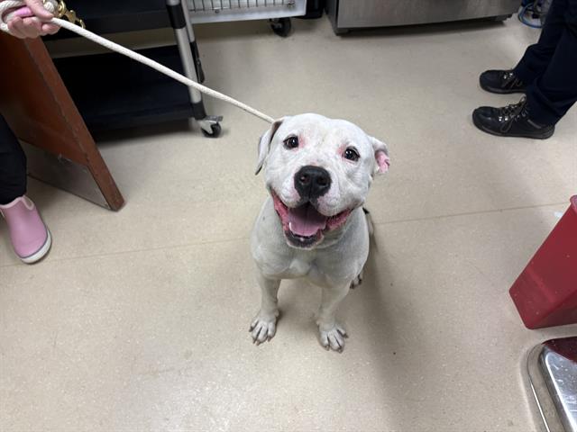 Shelter Stray Male Dog last seen Near BLOCK N 72ND ST, 3839 W Burnham St, West Milwaukee, WI 53215, USA