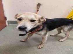 Shelter Stray Male Dog last seen BIRCH HILL RD, 2481 Palomar Airport Rd, Carlsbad, CA 92011, USA
