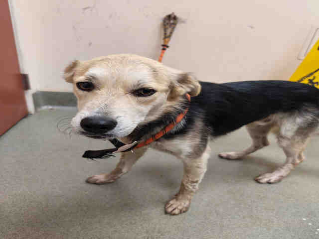 Shelter Stray Male Dog last seen BIRCH HILL RD, 2481 Palomar Airport Rd, Carlsbad, CA 92011, USA