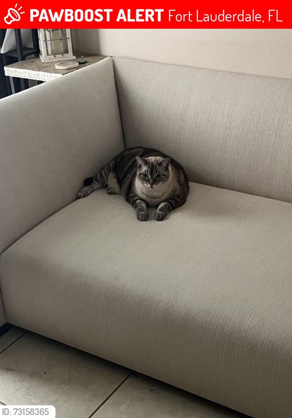 Lost Female Cat last seen 14th and 6th, Fort Lauderdale, FL 33315