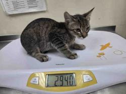 Shelter Stray Male Cat last seen MAIN STREET RAMONA, 2481 Palomar Airport Rd, Carlsbad, CA 92011, USA
