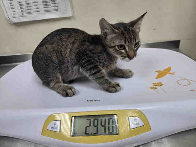 Shelter Stray Male Cat last seen MAIN STREET RAMONA, 2481 Palomar Airport Rd, Carlsbad, CA 92011, USA