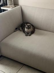 Lost Female Cat last seen 14th and 6th, Fort Lauderdale, FL 33315