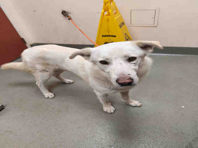 Shelter Stray Male Dog last seen BIRCH HILL RD, 2481 Palomar Airport Rd, Carlsbad, CA 92011, USA