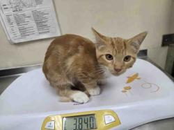 Shelter Stray Male Cat last seen DISNEY LN, 2481 Palomar Airport Rd, Carlsbad, CA 92011, USA