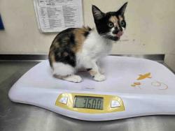 Shelter Stray Female Cat last seen DISNEY LN, 2481 Palomar Airport Rd, Carlsbad, CA 92011, USA